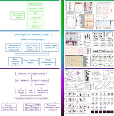 Identification and characterization of a novel molecular classification incorporating oxidative stress and metabolism-related genes for stomach adenocarcinoma in the framework of predictive, preventive, and personalized medicine